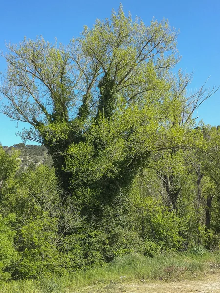 Árbol grande cubierto de hiedra a las ramas —  Fotos de Stock