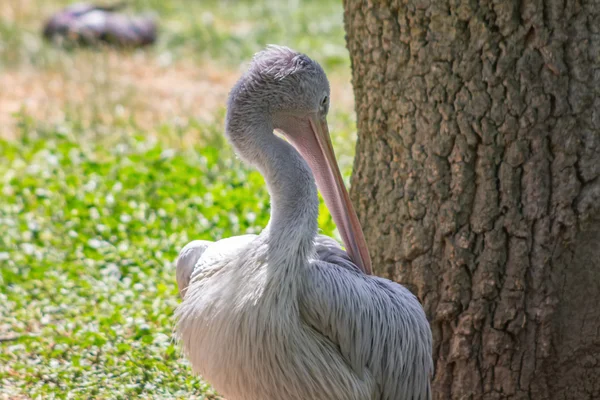 Pelikan hockt auf dem Boden im Schatten — Stockfoto