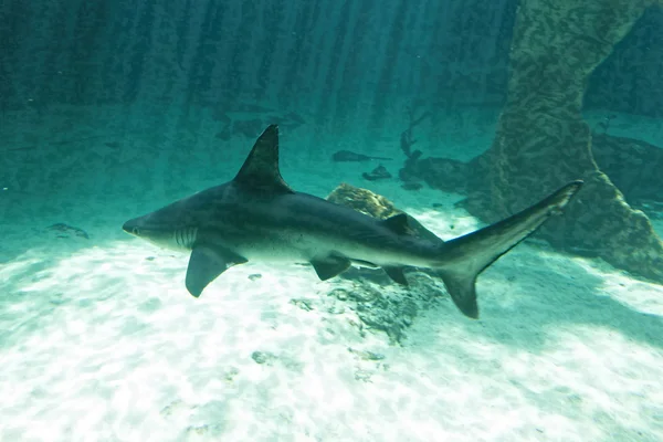 Dangerous bull shark jaw huge — Stock Photo, Image