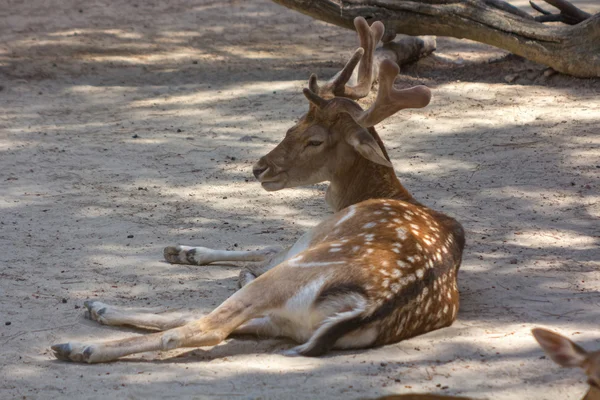 Veados descansando na sombra — Fotografia de Stock