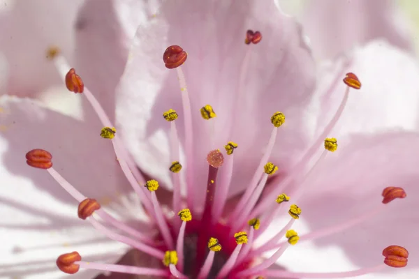 Macro de flores rosadas en el árbol de Prune — Foto de Stock