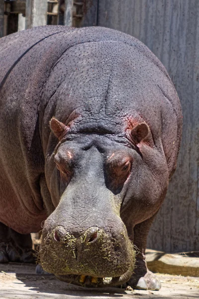 Hipopótamo africano buscando comida — Foto de Stock