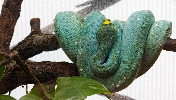 Selva verde serpiente —  Fotos de Stock