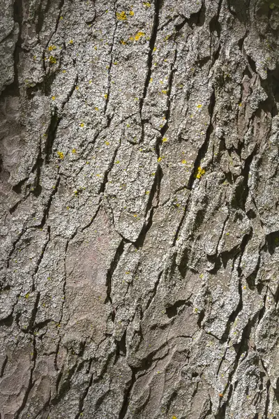 Fundo macro com casca de árvore — Fotografia de Stock