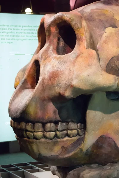 Sculpture of a prehistoric ape skull — Stock Photo, Image
