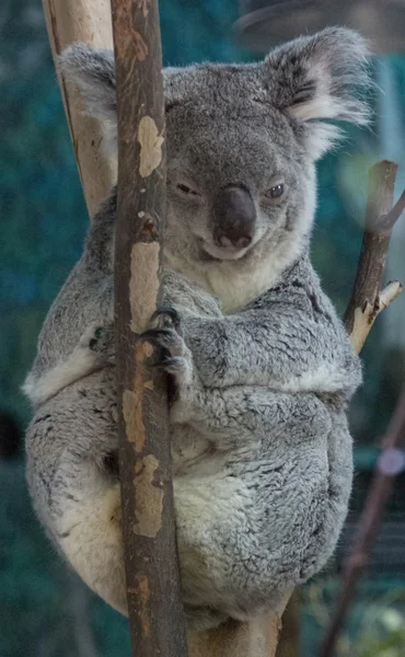 Koala relajado en las ramas de un árbol — Foto de Stock