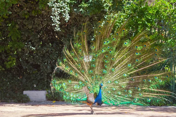 Peacock with colorful tail fanned — Stock Photo, Image