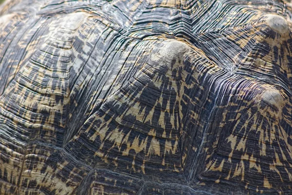 Detalle de la concha de la tortuga Rams — Foto de Stock