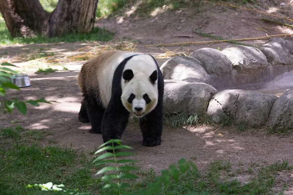 Panda bear i en skog — Stockfoto