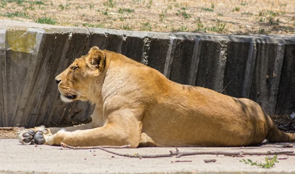 Leone rests with the Sun — Stock Photo, Image