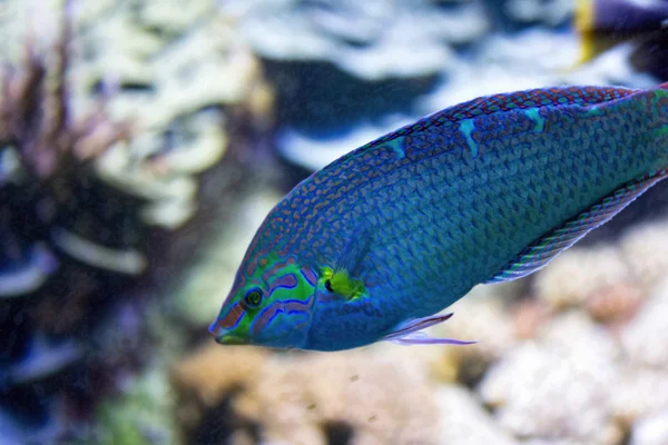 Beautiful blue tropical fish — Stock Photo, Image