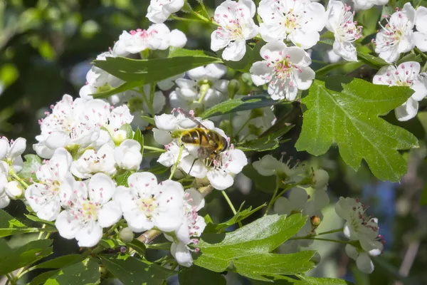 Ape si nutre di un cespuglio di fiori bianchi — Foto Stock