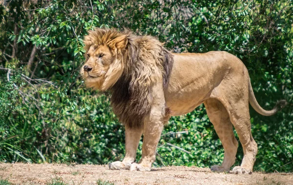 Leão de crina grande, vagueie em busca de uma represa — Fotografia de Stock