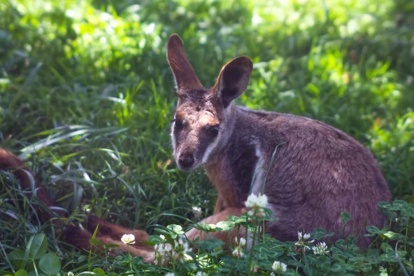 Wallaby di Bennett (macropus rufogriseus) — Foto Stock