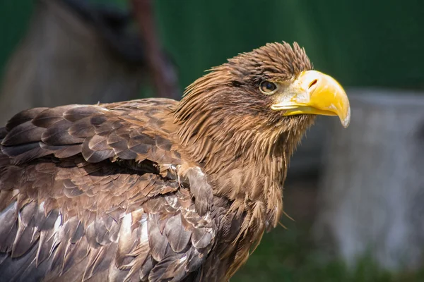 Large size Eagle Inn in soil — Stock Photo, Image