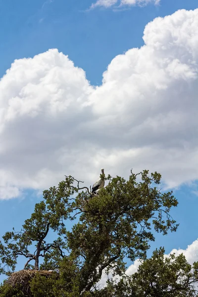 Cigüeñas en un árbol —  Fotos de Stock