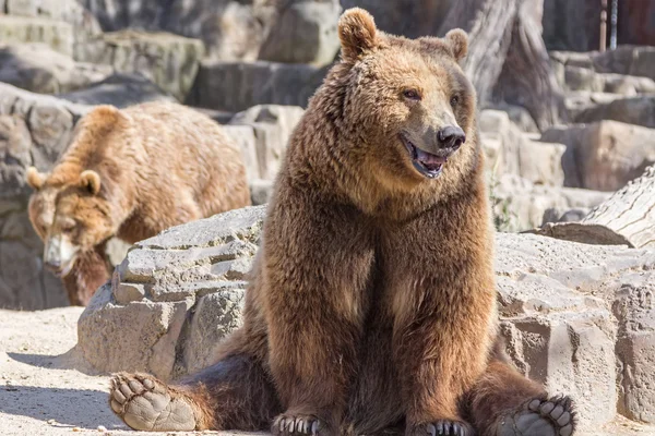 Braunbär sitzt so lustig — Stockfoto