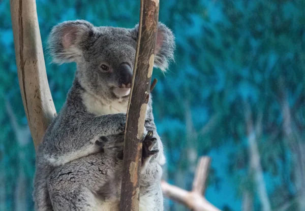 Koala w gałęzi drzewa — Zdjęcie stockowe