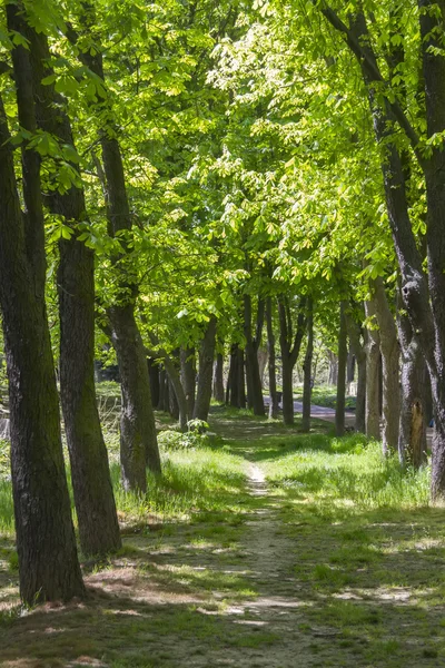 Grusväg genom en skog — Stockfoto