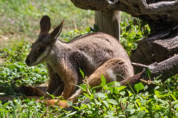 Bennett Wallaby (Macropus rufogriseus) – stockfoto