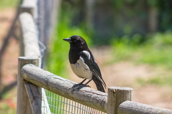 Magpie perched on a stick — Stock Photo, Image