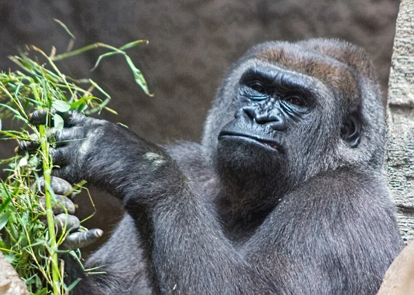 Grauer Rücken Gorilla frisst einen Zweig — Stockfoto