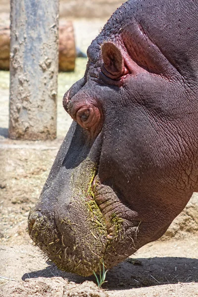 Hipopótamo africano à procura de comida — Fotografia de Stock