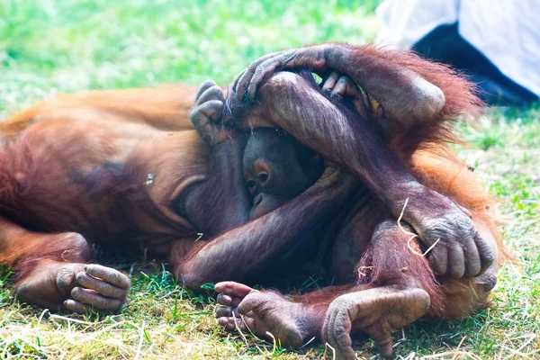 Orangutan hraní na podlaze — Stock fotografie