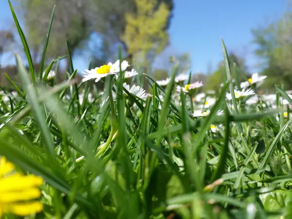 Marguerites sur une prairie verte — Photo