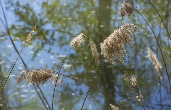 Roseaux à fleurs sur le bord de la rivière Devun — Photo