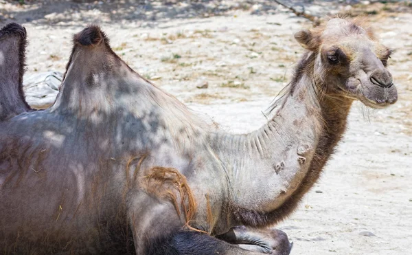 Old camel resting — Stock Photo, Image