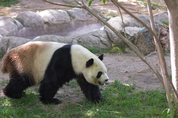 Panda medve erdőben — Stock Fotó