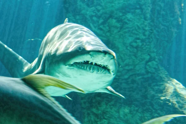 Peligrosa mandíbula de tiburón toro enorme —  Fotos de Stock