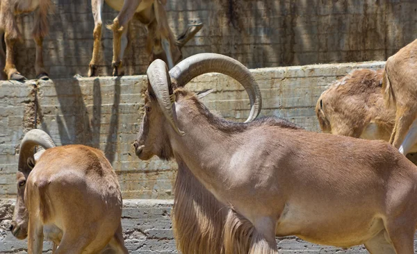 Cabras de montaña europeas con cuernos grandes — Foto de Stock