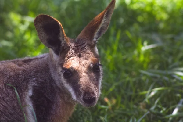 Smukła Bennett (macropus rufogriseus) — Zdjęcie stockowe