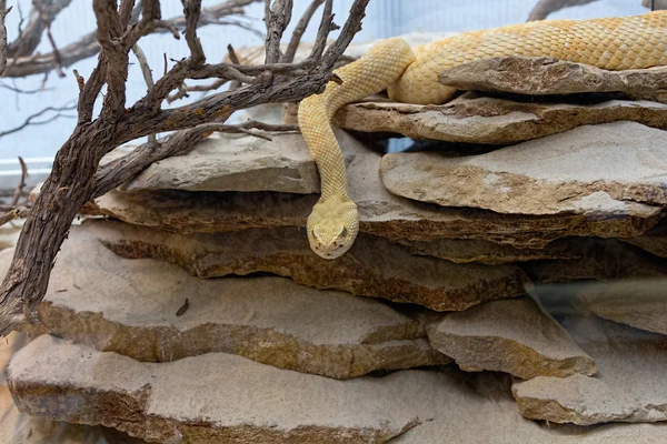 Snake in desert areas — Stock Photo, Image