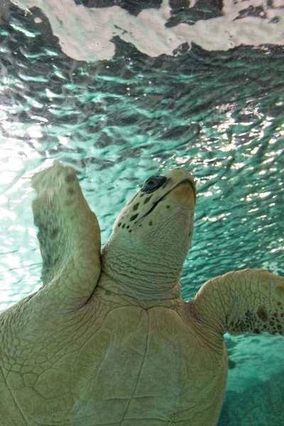 Büyük deniz kaplumbağası denizde Yüzme — Stok fotoğraf