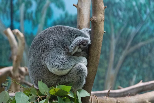 Koala avslappnad i grenarna på ett träd — Stockfoto