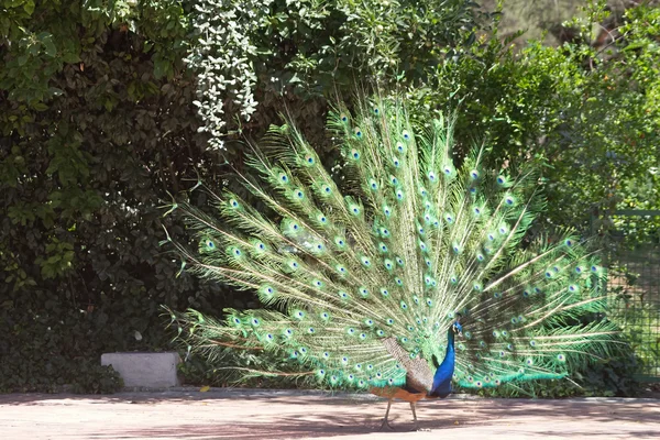 孔雀与多彩呈扇形的尾巴 — 图库照片