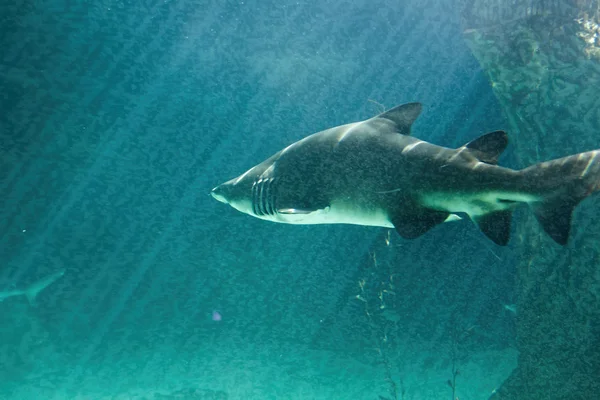Tehlikeli Boğa köpekbalığı çene çok büyük — Stok fotoğraf