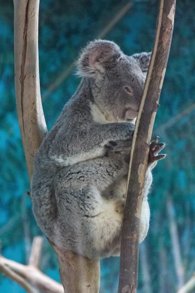 Koala relaxado nos ramos de uma árvore — Fotografia de Stock