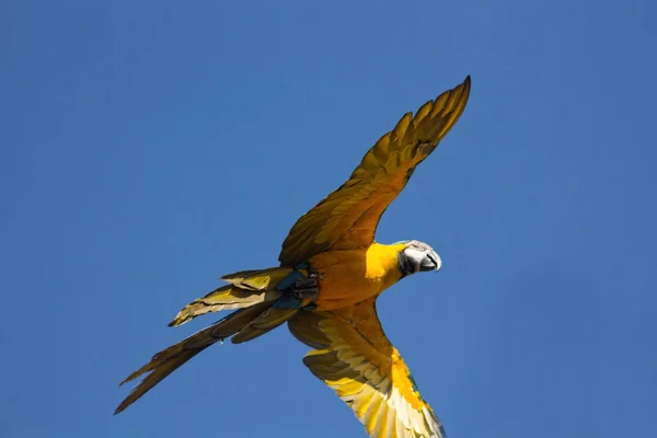 Blue parrots with yellow casing in flight — Stock Photo, Image