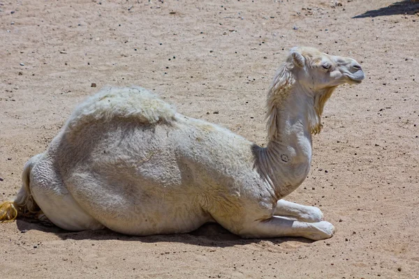 Old Dromedary under the Sun — Stock Photo, Image