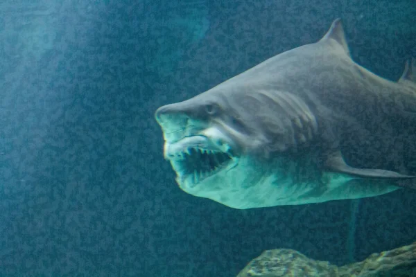 Peligrosa mandíbula de tiburón toro enorme —  Fotos de Stock