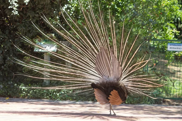 Renkli kuyruk Fanlı peacock — Stok fotoğraf