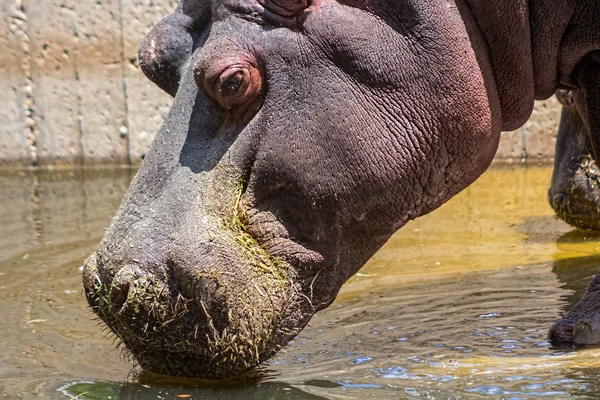 African hippo drinking water — Stock Photo, Image