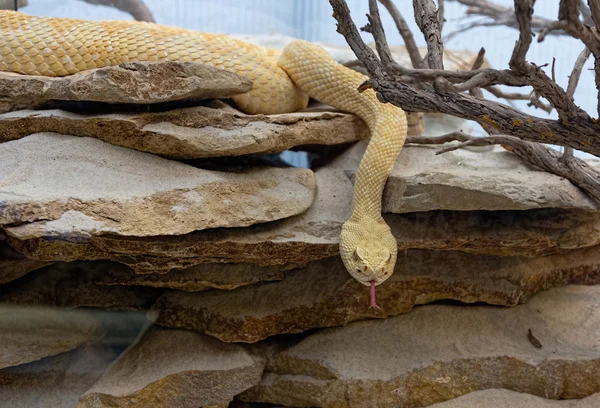 Snake in desert areas — Stock Photo, Image