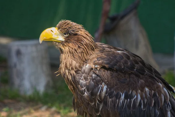 Large size Eagle Inn in soil — Stock Photo, Image