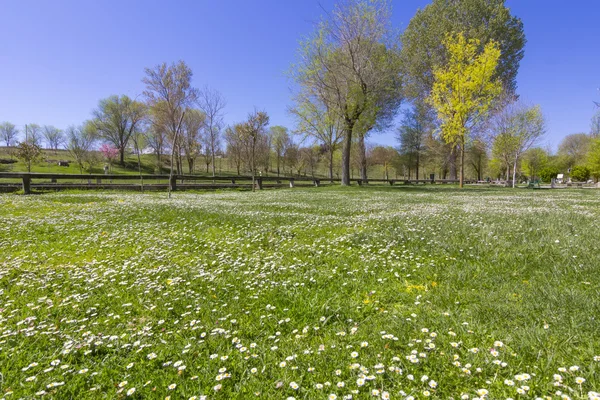 Green meadow full of flowers white daisies — Stock Photo, Image