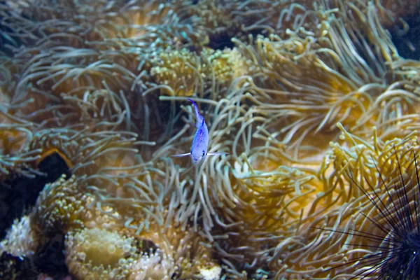 Hübsche tropische Fische — Stockfoto